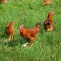 Free range chickens 750x563